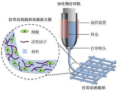 探索2018高考專業(yè)新選擇 生物功能材料，未來3D打印的基石